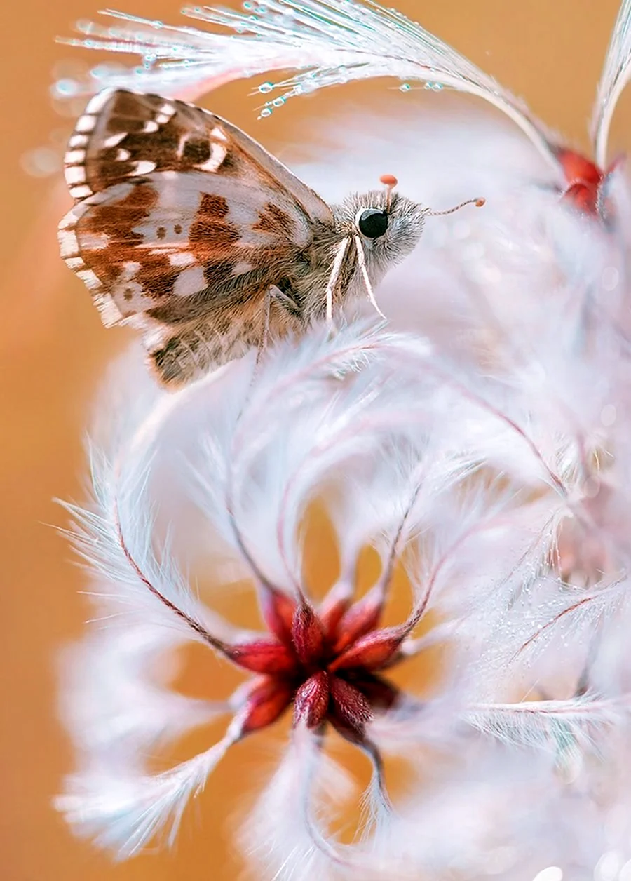 Татьяна Крылова бабочки