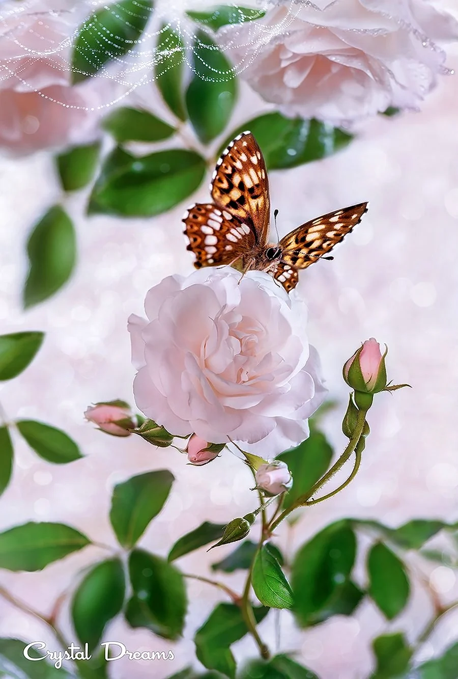 Татьяна Крылова бабочки