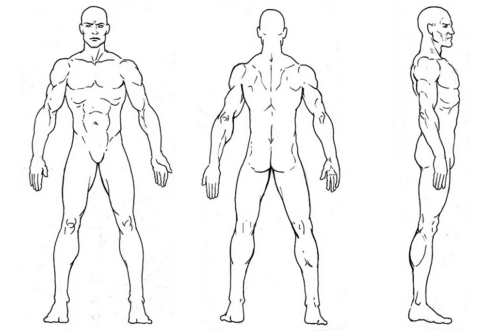 Тело человека сбоку референс