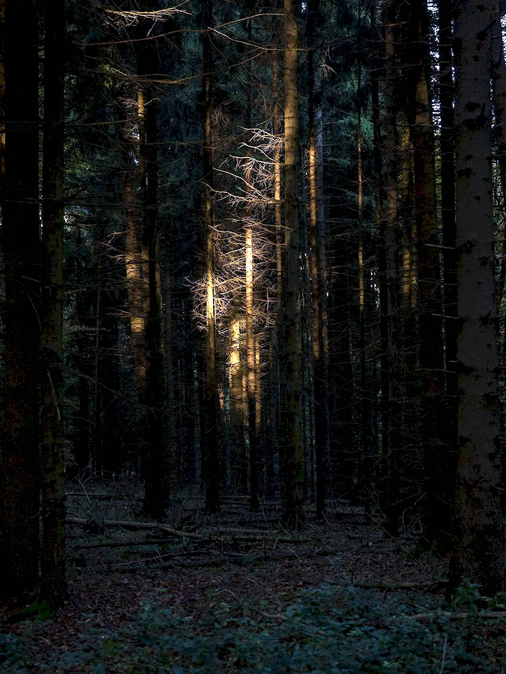 Темный лес the Woods