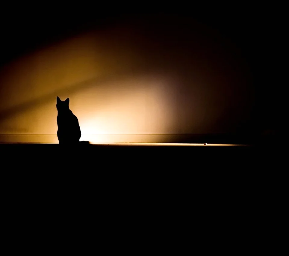 Тень кота