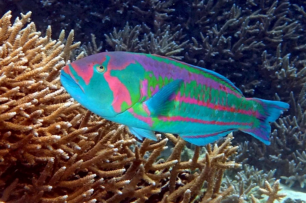 Thalassoma purpureum рыба