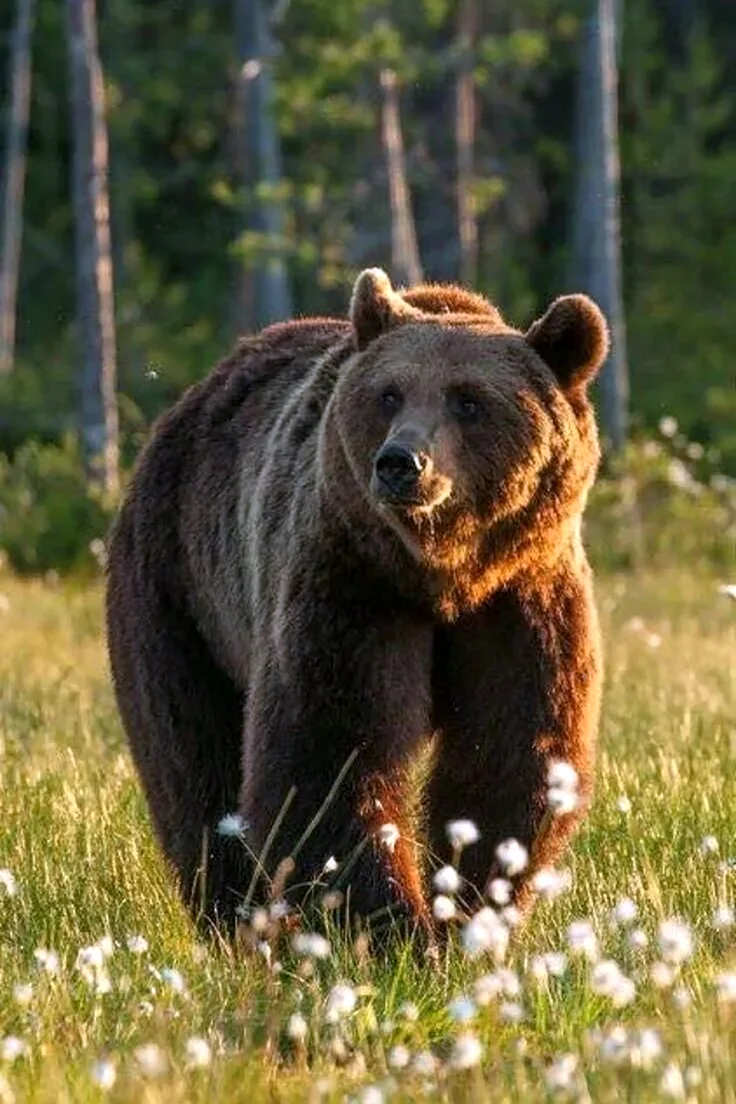 Тянь шаньский медведь