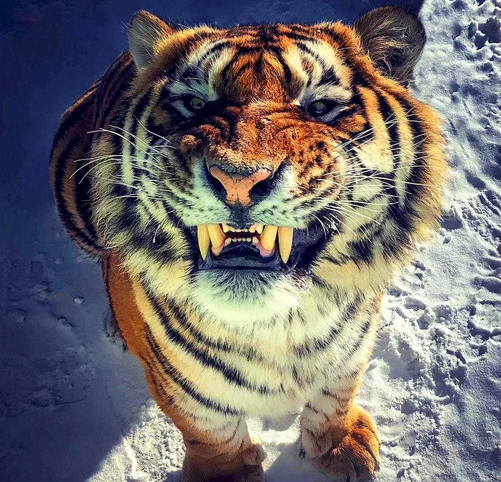 Тигр