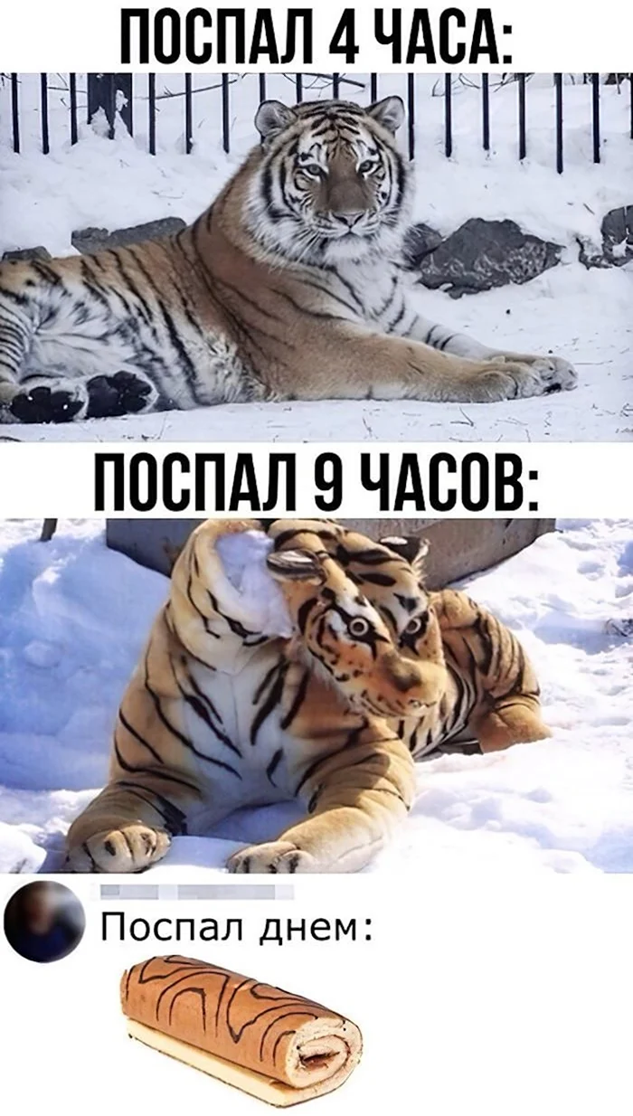Тигр рулет Мем