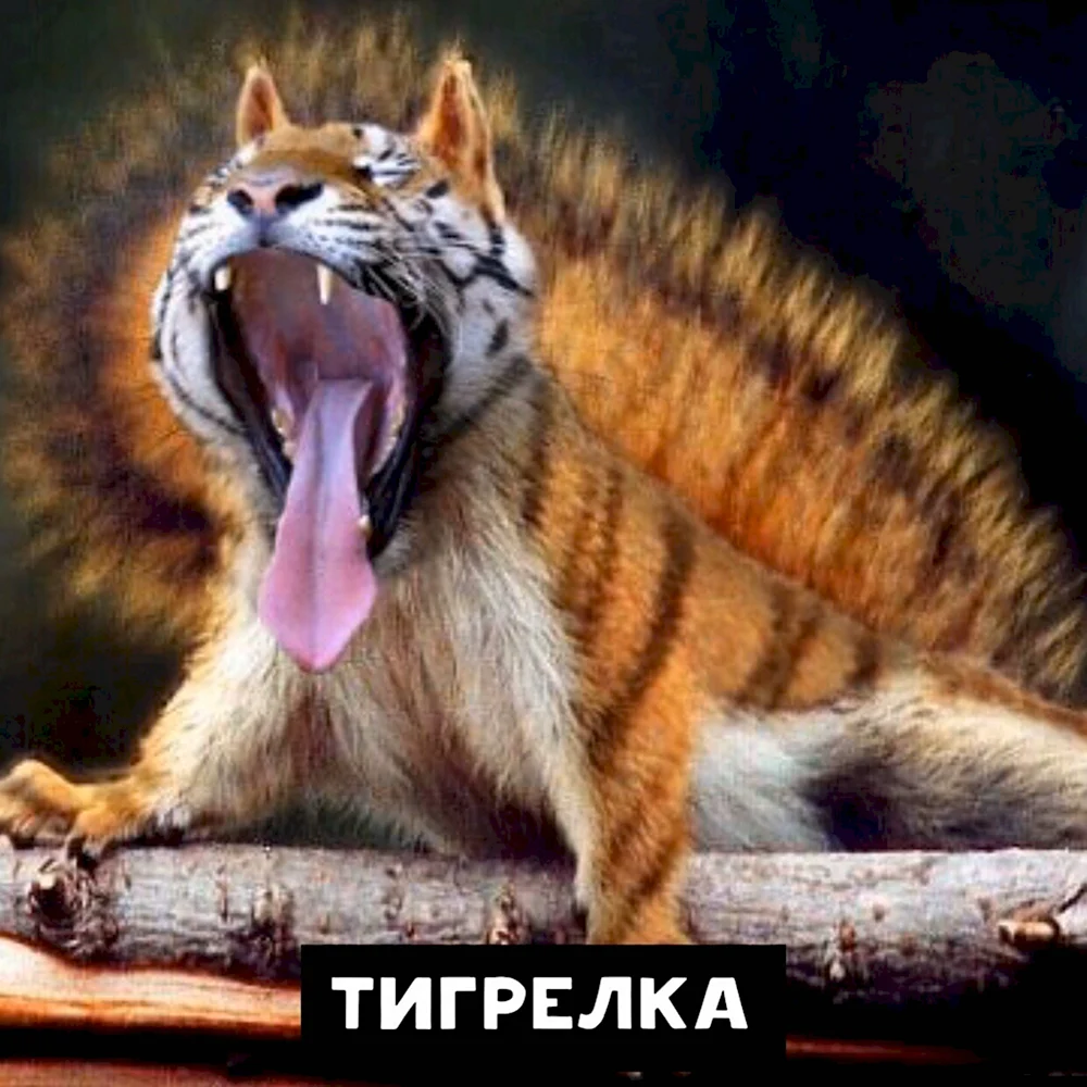 Тигры фото смешные
