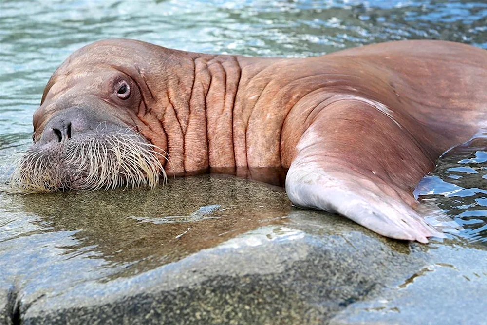 Тихоокеанский морж Odobenus rosmarus divergens