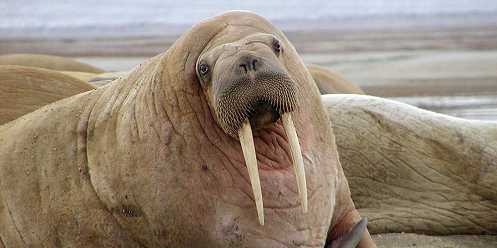 Тихоокеанский морж Odobenus rosmarus divergens