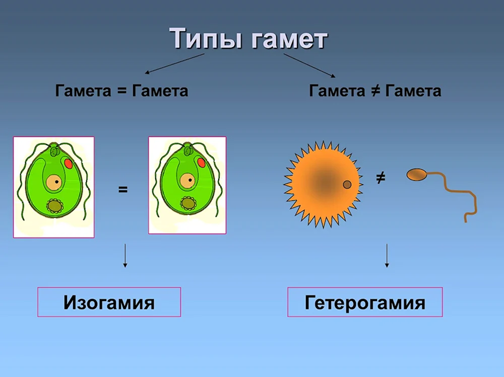 Типы гамет