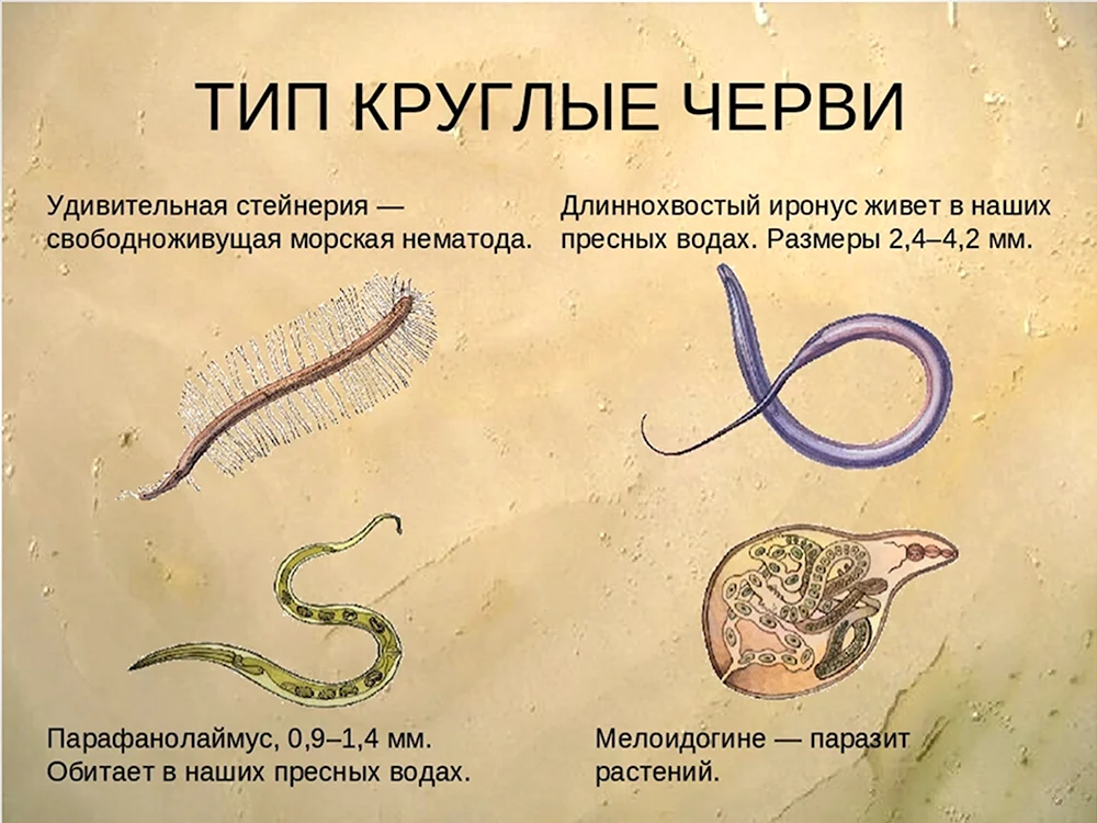 Типы круглых червей нематоды