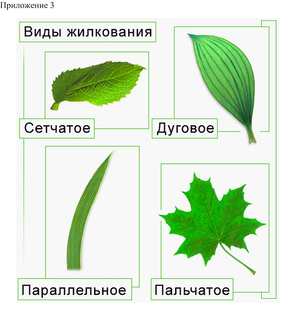 Типы жилкования листа растения