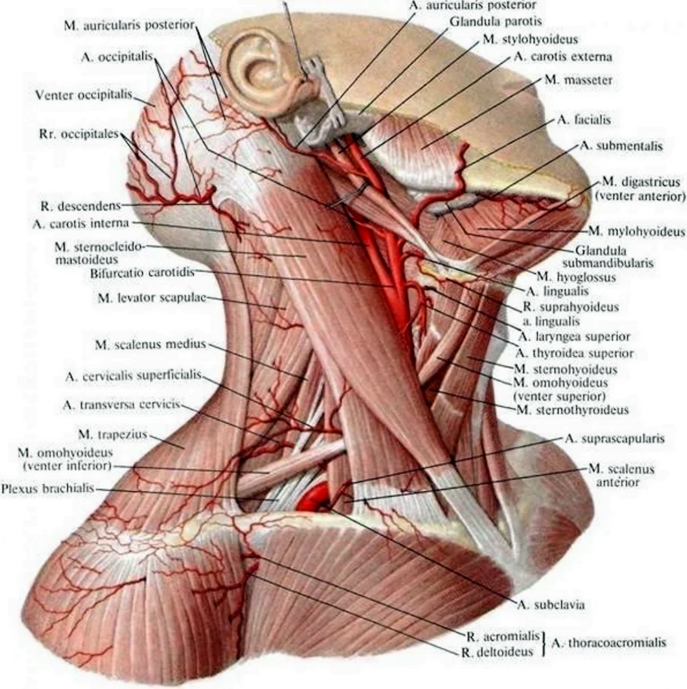Сонная артерия топография анатомия. Сонный треугольник шеи топографическая анатомия. Топография шеи топографическая анатомия треугольники. Мышцы шеи топографическая анатомия.