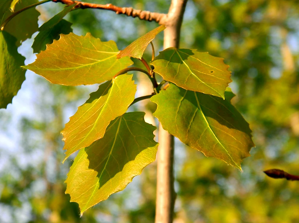 Тополь дрожащий осина – Populus tremula