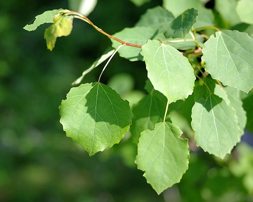 Тополь дрожащий Populus tremula