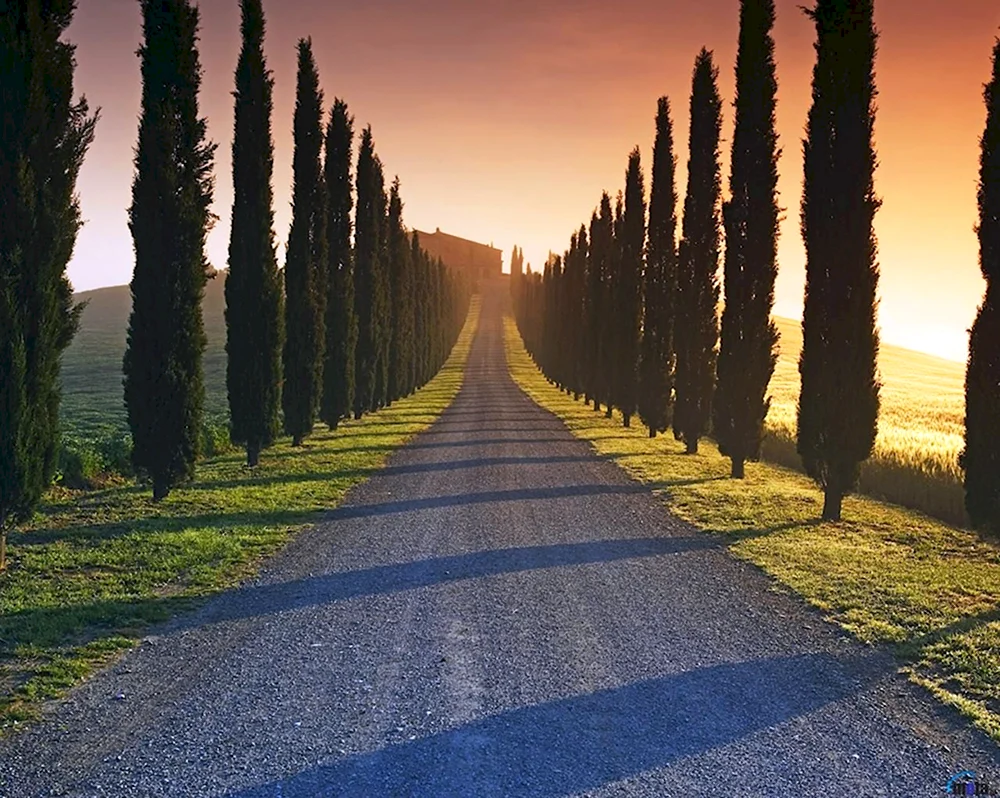 Тоскана дорога с кипарисами