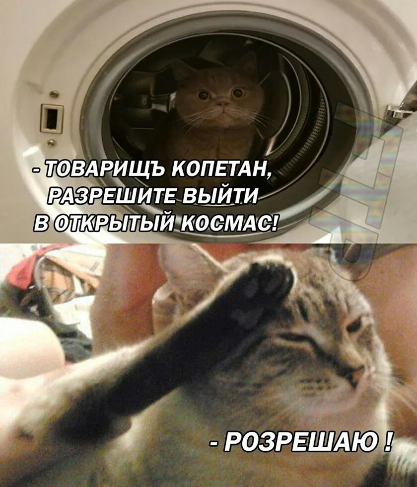 Товарищ Капитан кот