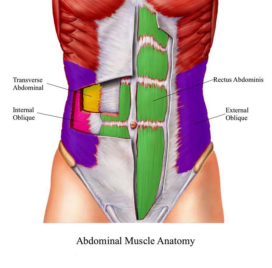 Transversus abdominis мышца