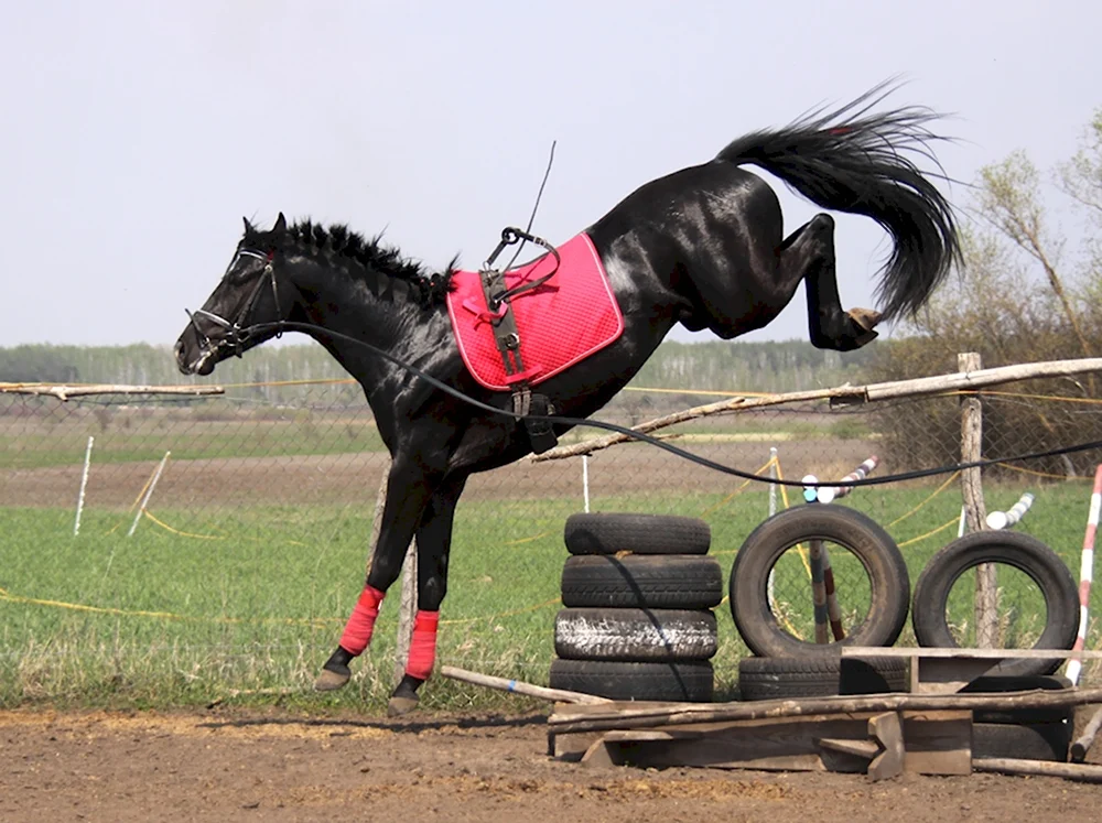 Тренировка лошади