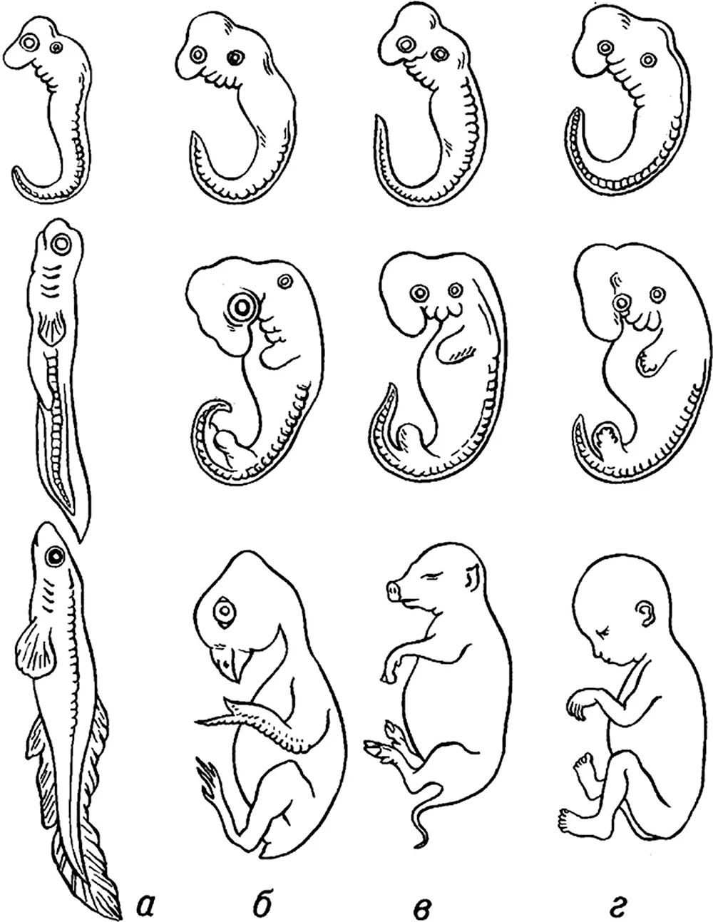 Три стадии эмбрионального развития