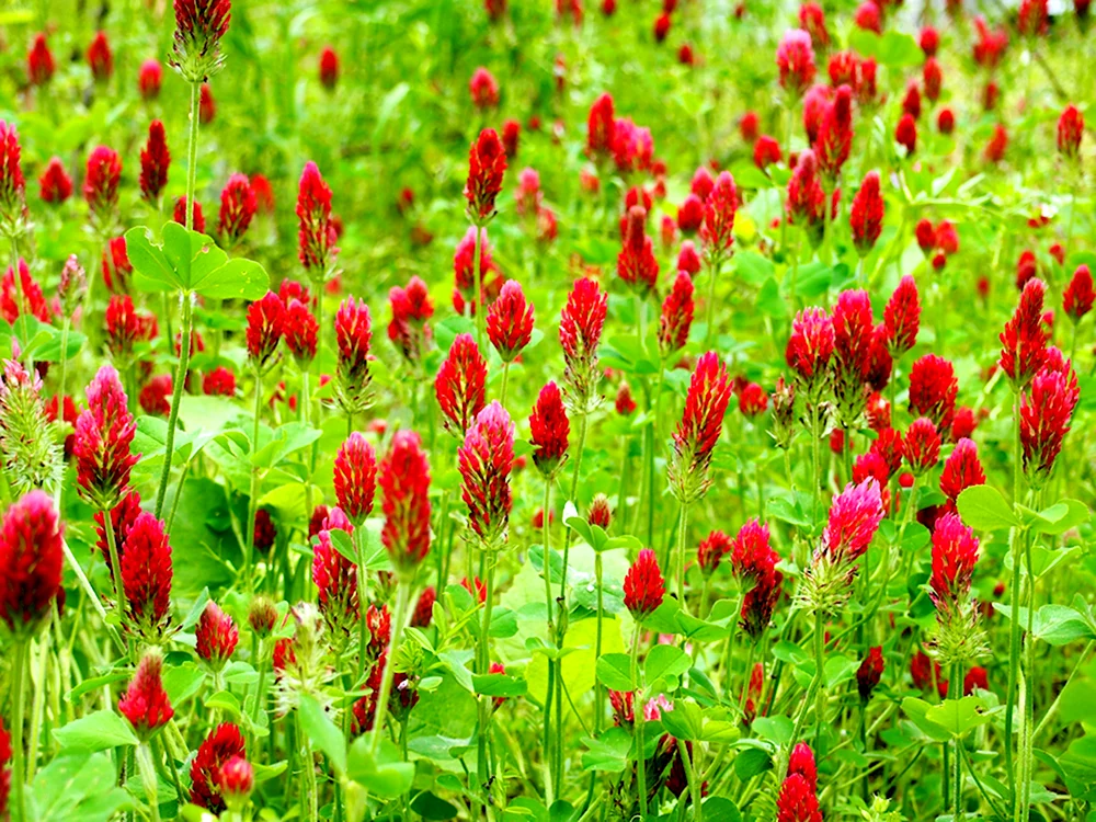 Trifolium Rubens