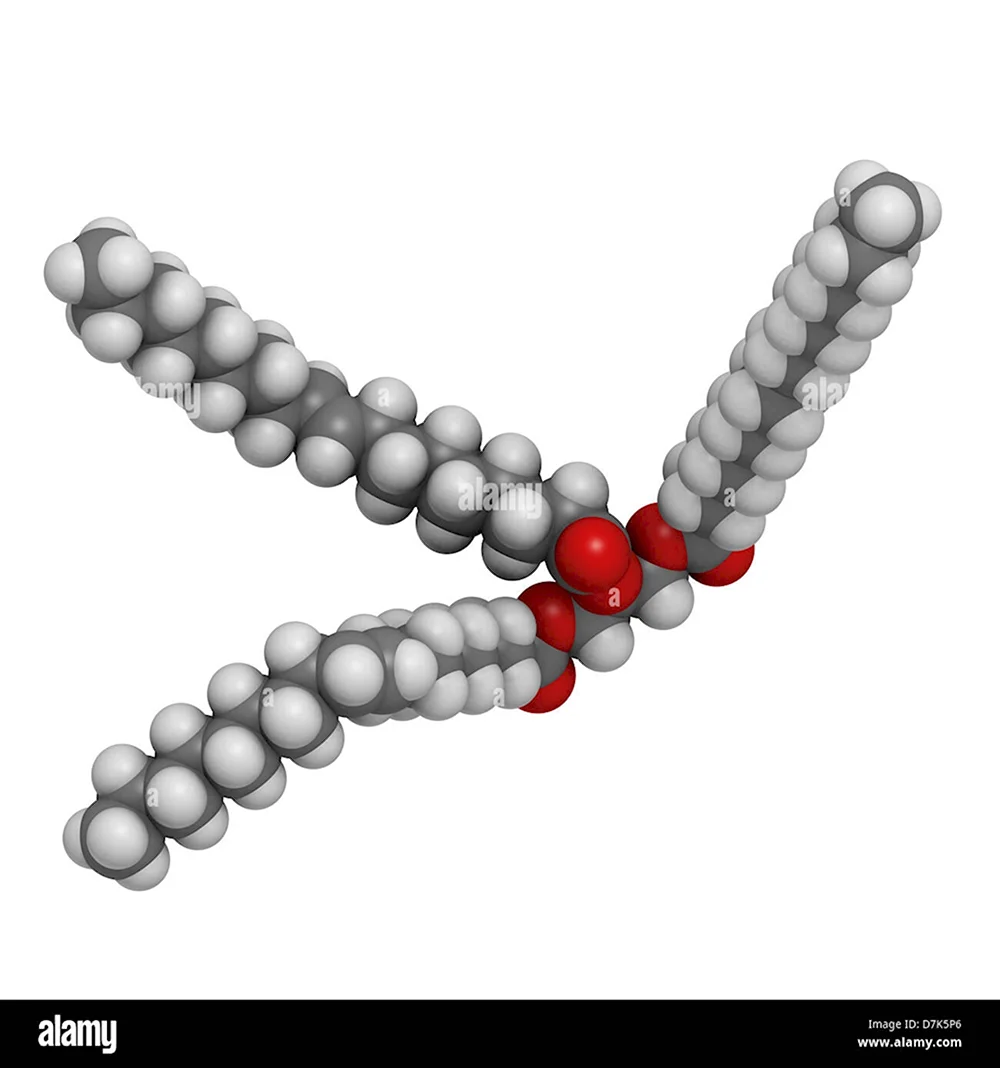Триглицерид молекула