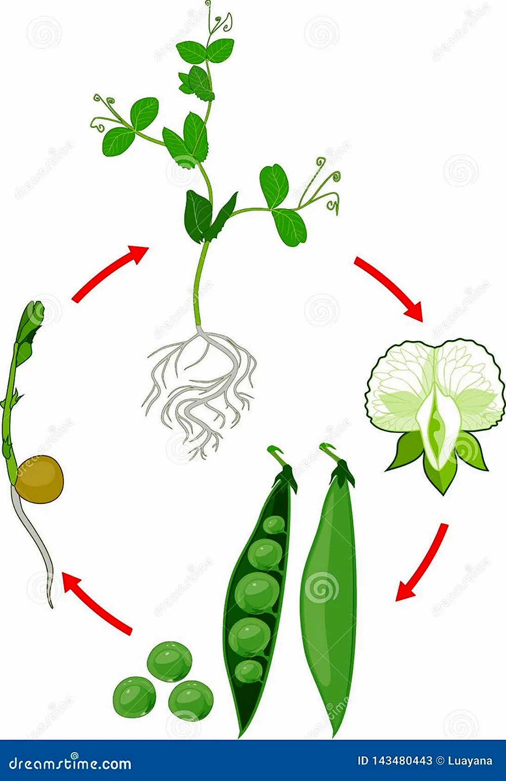 Цикл прорастания гороха