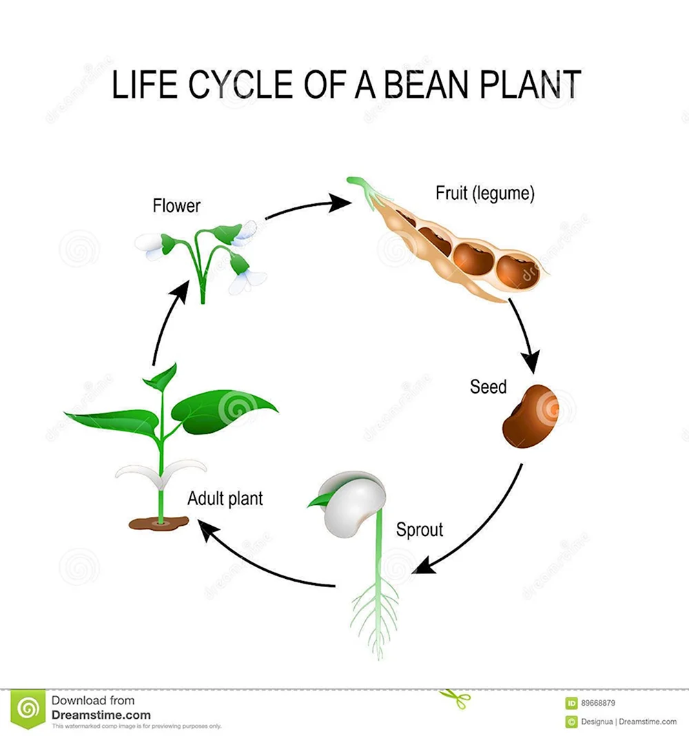 Цикл развития фасоли
