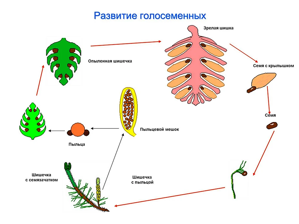 Размножение голосеменных растений сосны. Цикл развития голосеменных схема. Размножение голосеменных схема. Цикл развития голосеменных растений схема. Жизненный цикл голосеменных растений простая схема.