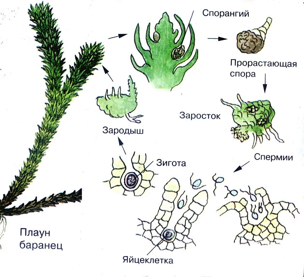 Цикл размножения плауна. Цикл развития плаунов схема. Жизненный цикл плауна булавовидного схема. Развитие плауна булавовидного схема.