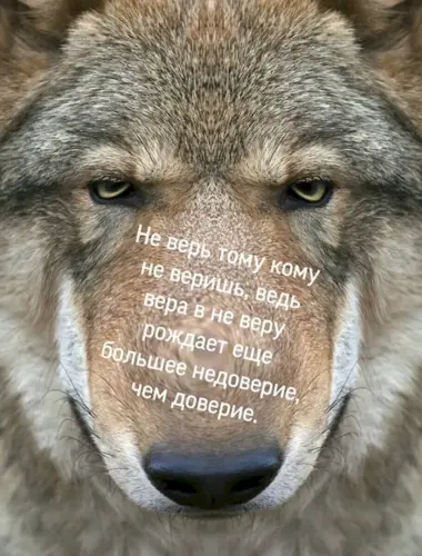 Цитаты волка