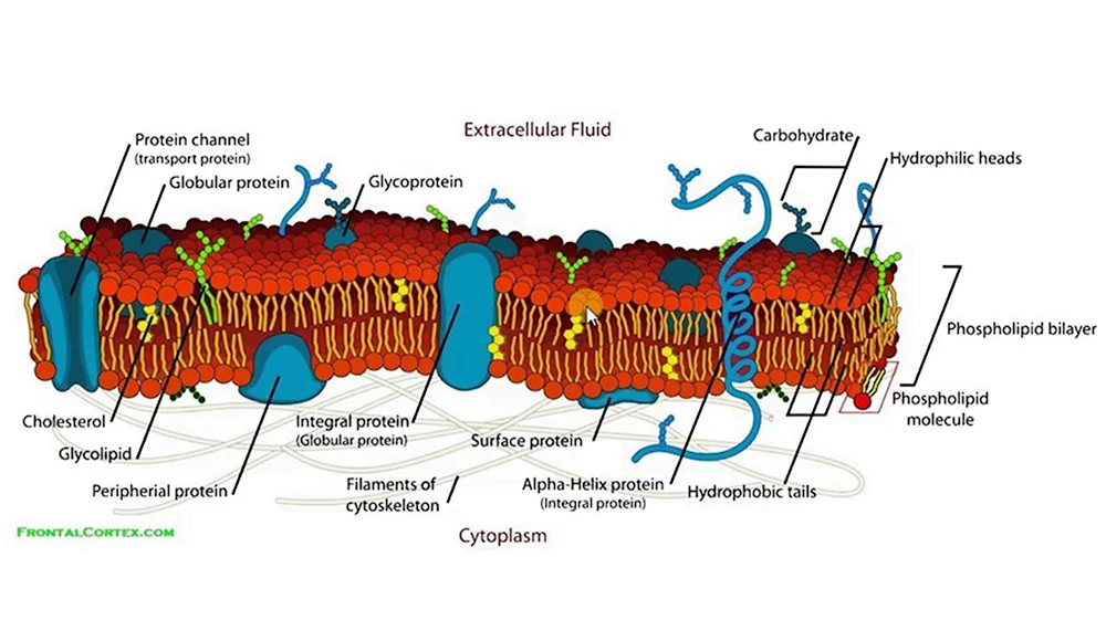 Цитоплазматическая мембрана рисунок