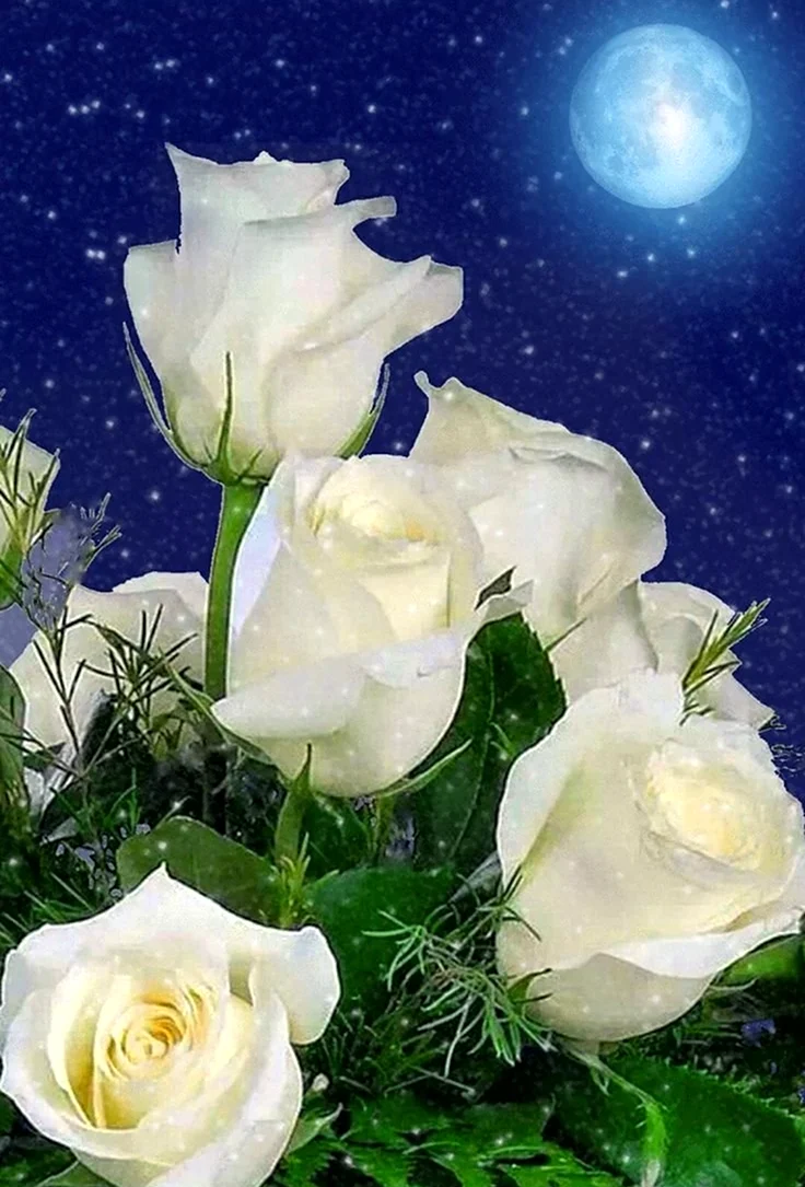 Цветы с пожеланием спокойной ночи