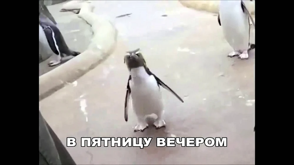 Туса пингвинов