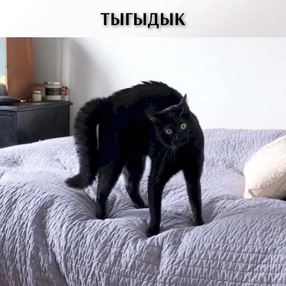 Тыгдык кот