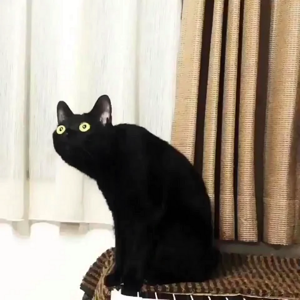 Удивленный черный кот