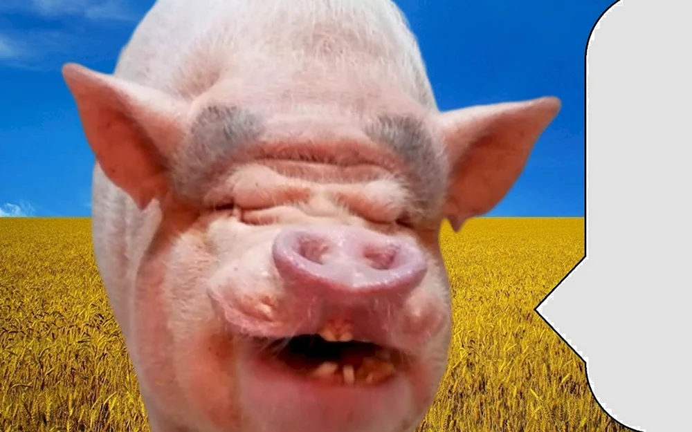 Украинская Бимба свинья