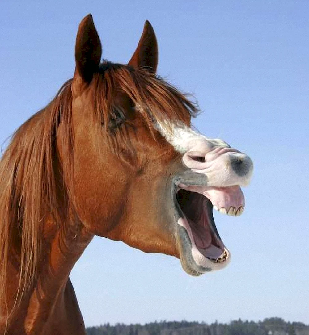 Улыбка лошади