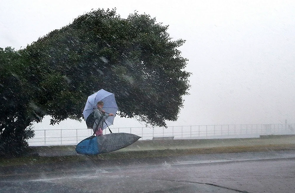 Ураган ветер деревья
