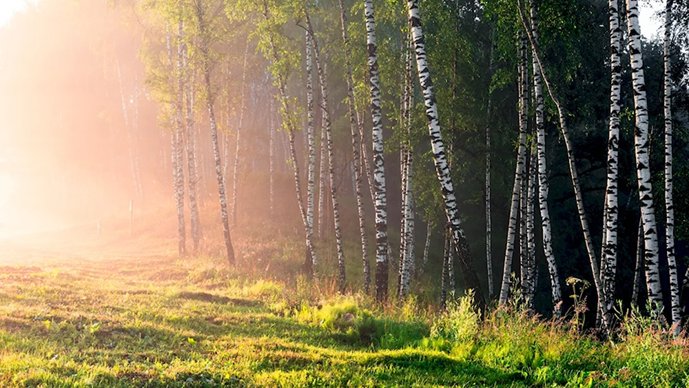 Утро березы