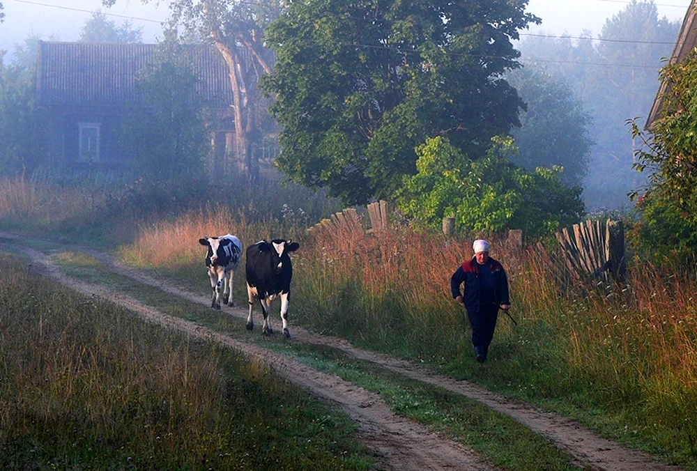 Утро в деревне