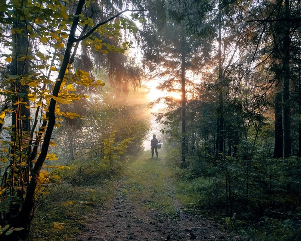 Утро в лесу