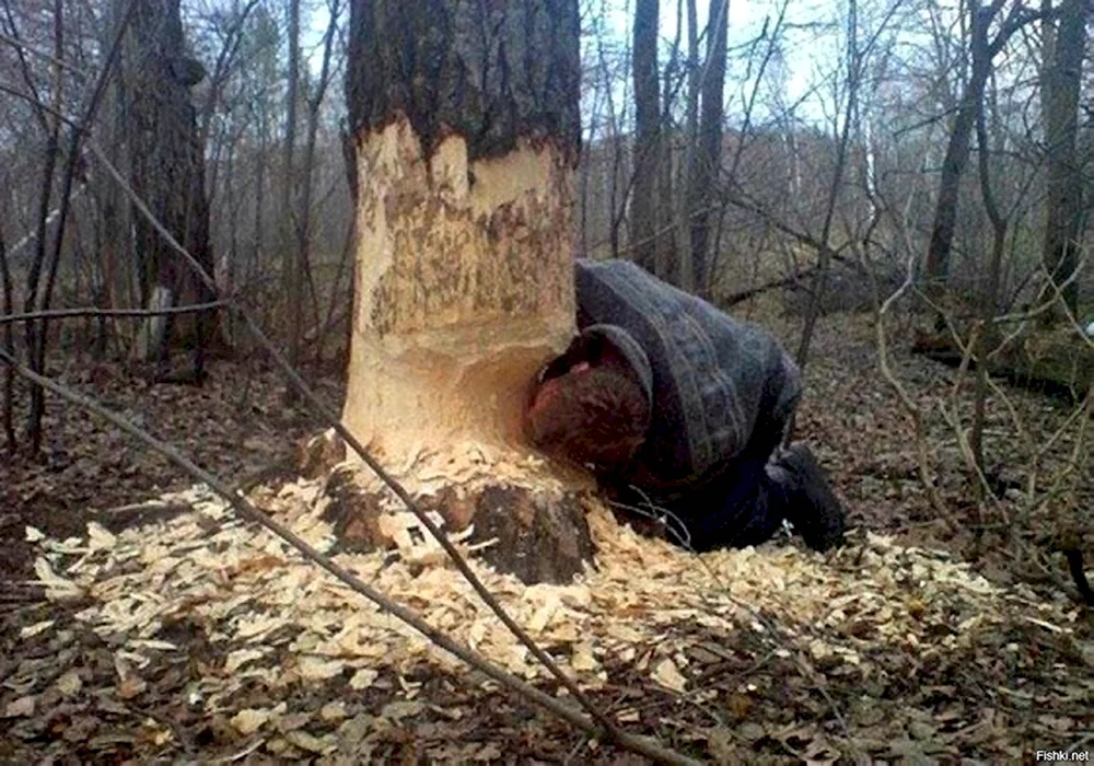 В Бобруйск животное