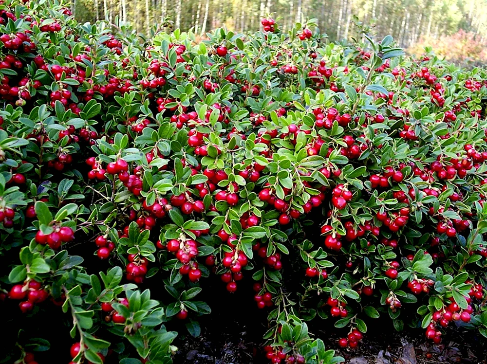 Vaccinium Vitis-idaea брусника Koralle