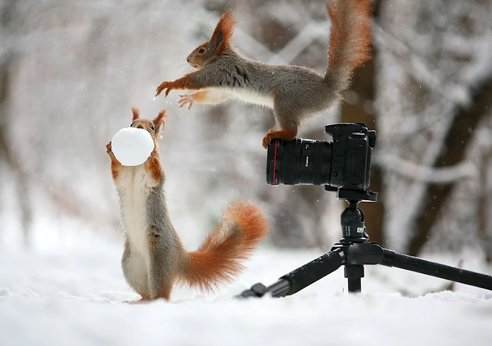 Вадим Трунов фотограф белки