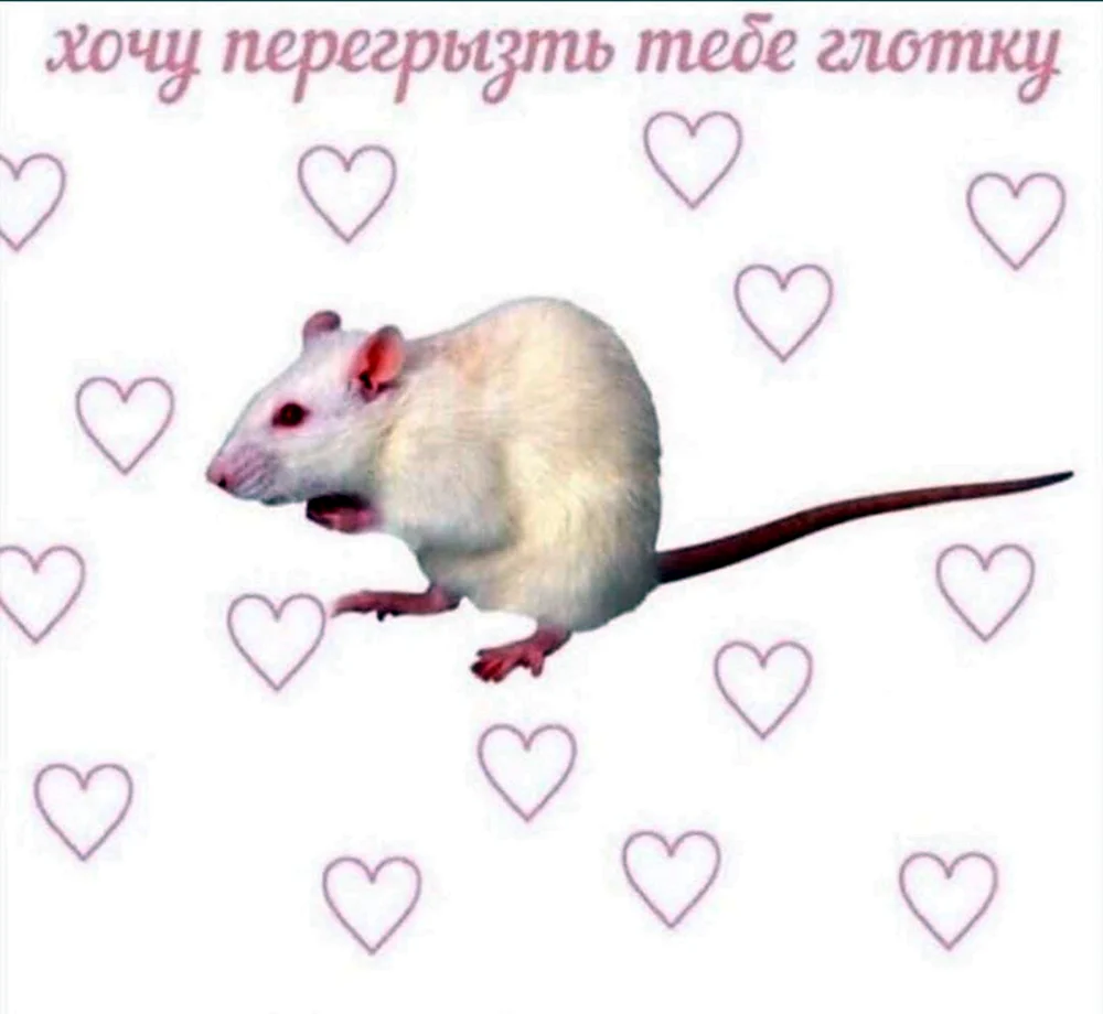 Валентинки с крысами