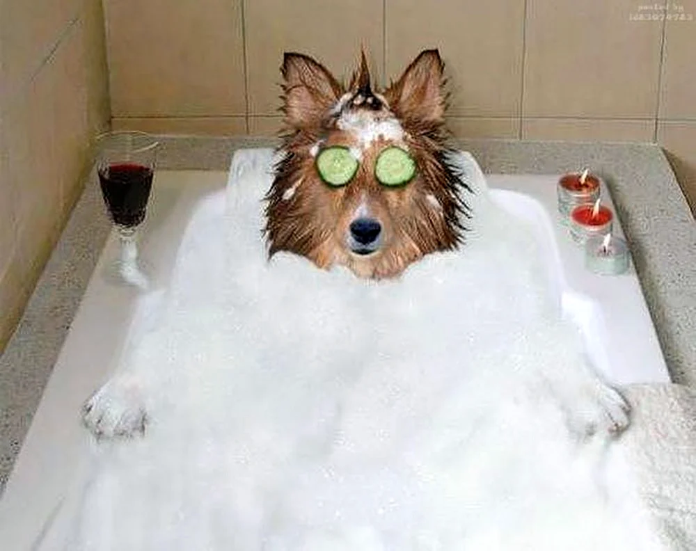 Ванна для собак