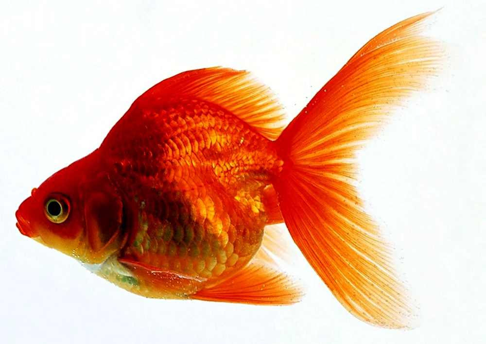 Веерохвост Золотая рыбка
