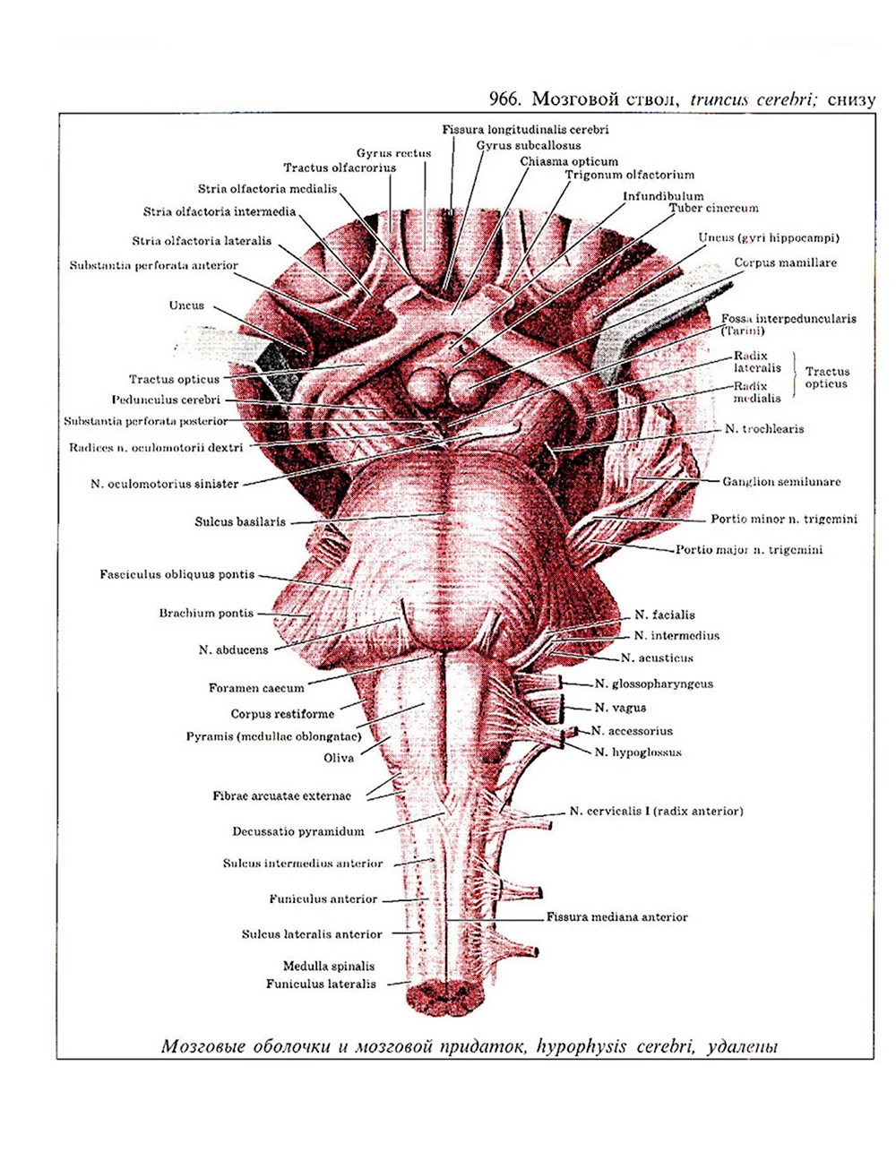 Вентральная поверхность ствола мозга анатомия