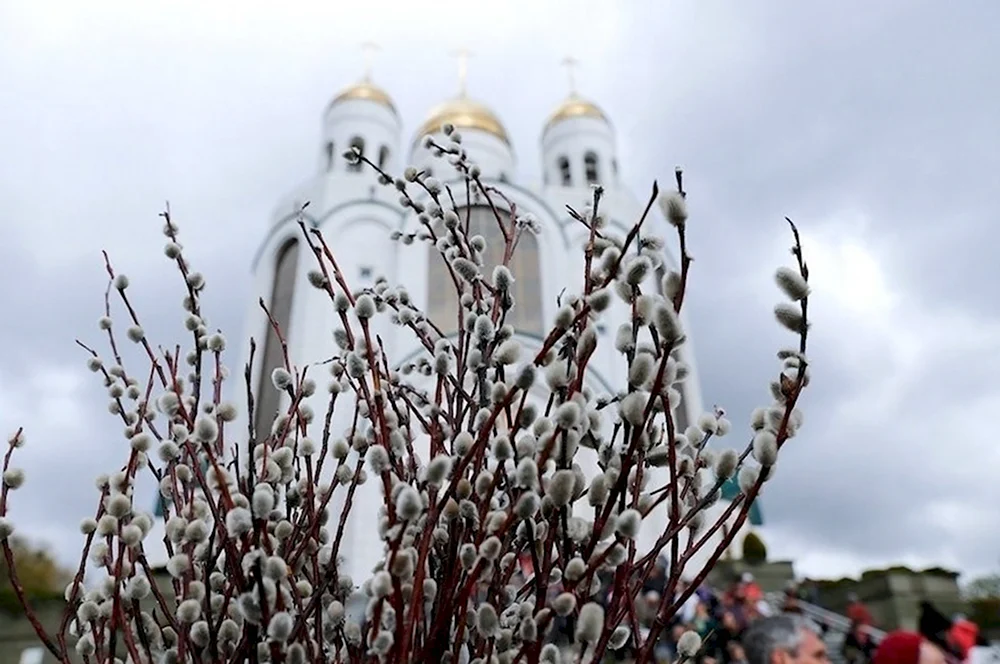 Верба на Вербное воскресенье