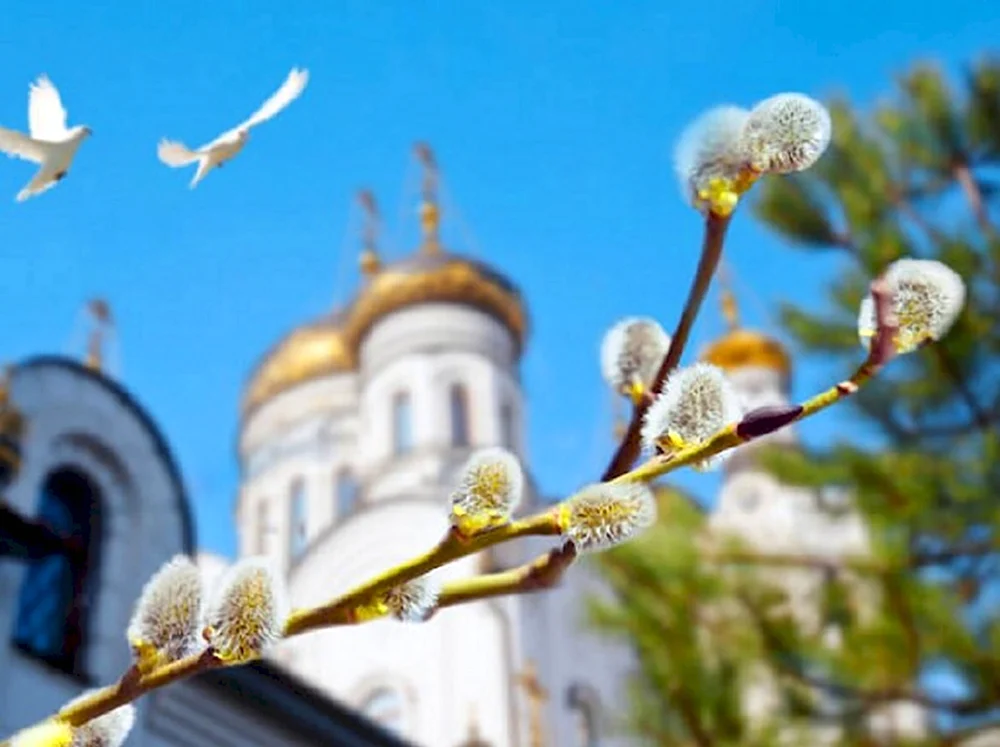 Верба на Вербное воскресенье